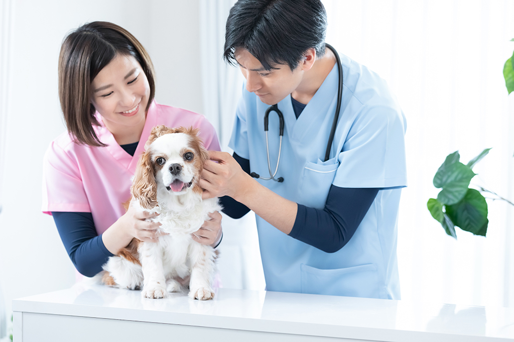 動物病院スタッフ