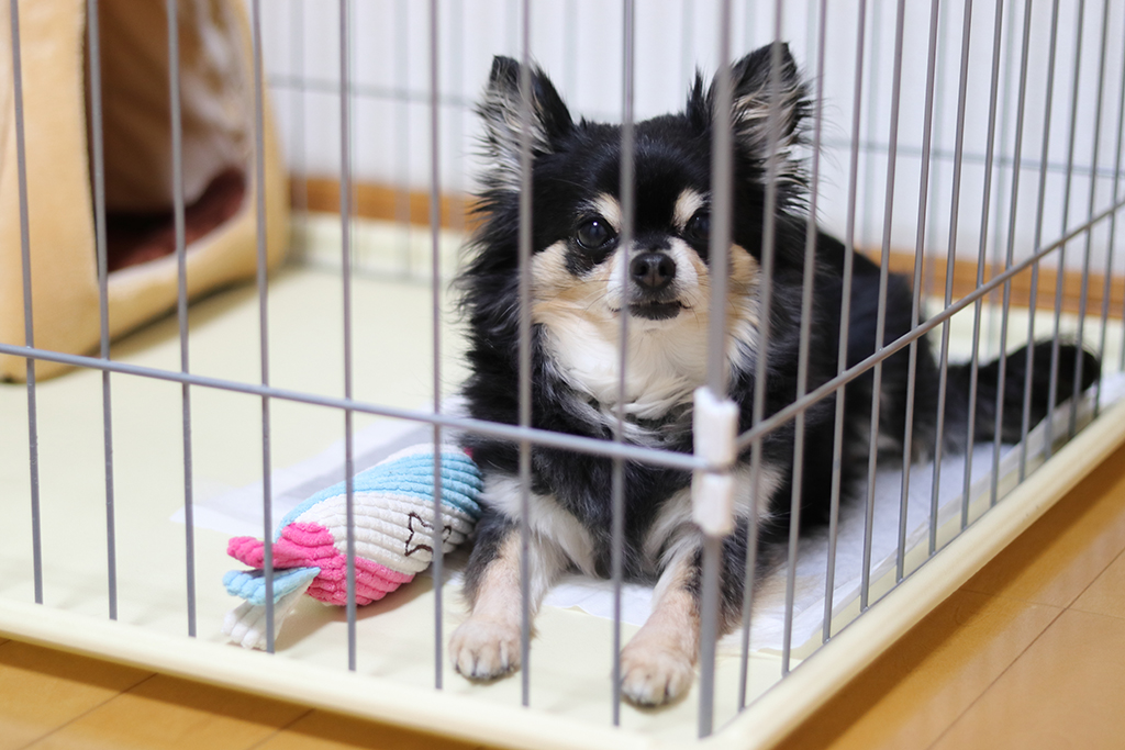 ケージの中の犬